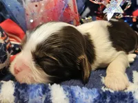 Patriot, a male Cavalier King Charles Spaniel for sale in Lancaster, OH – 8 of 9