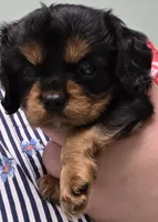 Rosemary , a female Cavalier King Charles Spaniel for sale in Lancaster, OH – 4 of 10