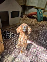 Ginger, a female Cavalier King Charles Spaniel for sale in Lancaster, OH – 3 of 3