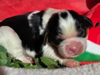 Merry Melon , a male Cavalier King Charles Spaniel for sale in Lancaster, OH – 2 of 10