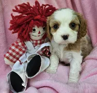 Raggedy Anne , a female Cavalier King Charles Spaniel and Cavachon for sale in Lancaster, OH – 1 of 10