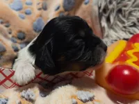 Sausage Patty, a female Cavalier King Charles Spaniel and Miniature Dachshund for sale in Lancaster, OH – 5 of 10