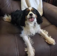 Winnie , a female Cavalier King Charles Spaniel for sale in Lancaster, OH – 6 of 10