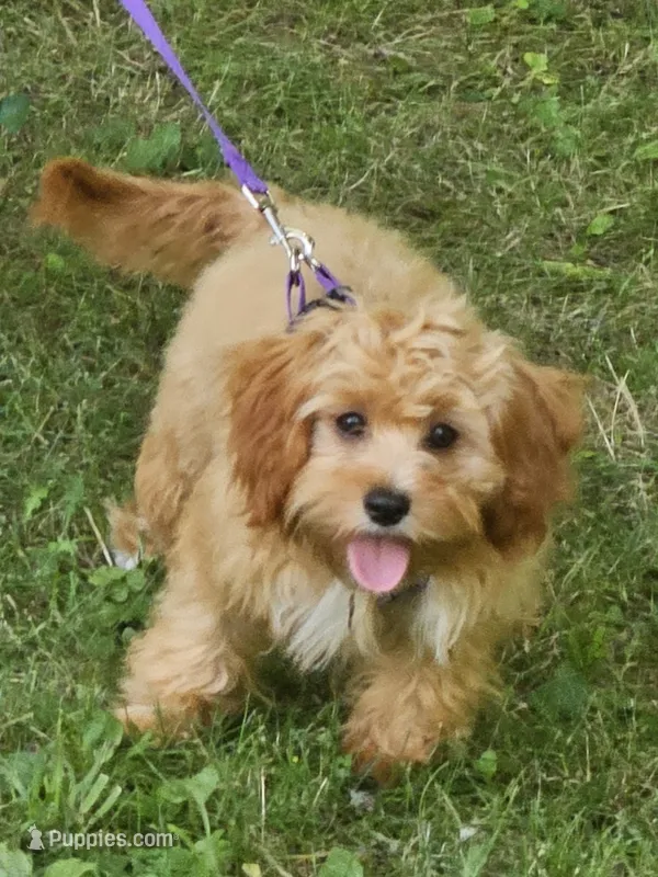 Mia Jewels / House Trained  – Cavapoo puppy for sale in Lancaster, OH