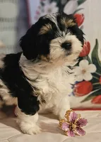 Victoria , a female Poodle - Miniature  and Bichpoo for sale in Lancaster, OH – 9 of 10