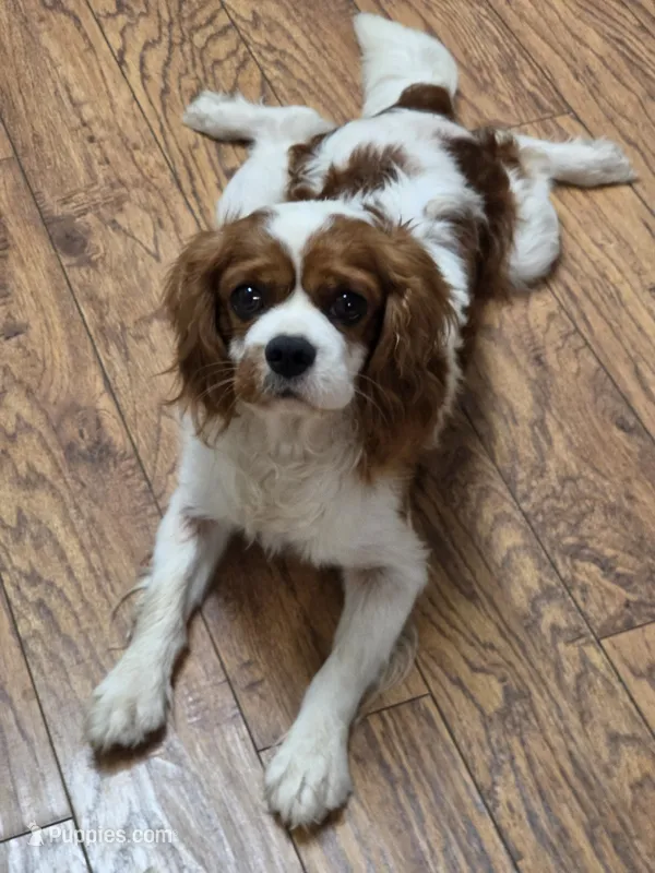Milo – Cavalier King Charles Spaniel puppy for sale in Lancaster, OH