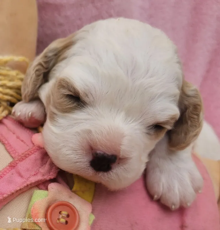Cabbage Patch – Cavalier King Charles Spaniel, Cavachon puppy for sale in Lancaster, OH