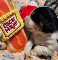 Oscar Meyer , a male Cavalier King Charles Spaniel and Miniature Dachshund for sale in Lancaster, OH – 6 of 10