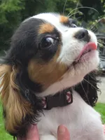 Smoky Bear akc choc carrier , a male Cavalier King Charles Spaniel for sale in Lancaster, OH – 9 of 10