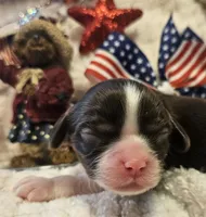 Independence , a female Cavalier King Charles Spaniel for sale in Lancaster, OH – 2 of 10