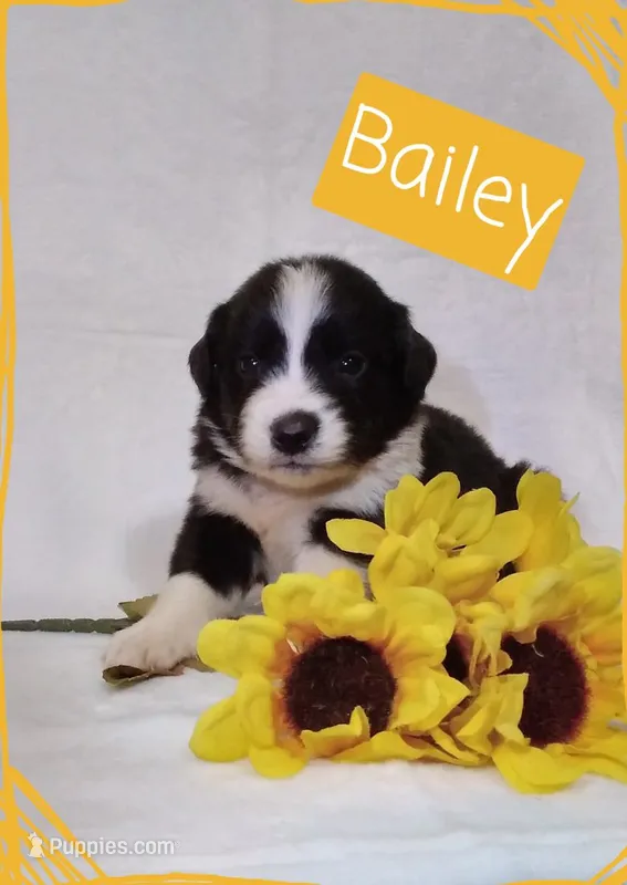 Bailey – German Shepherd Dog, Labradoodle puppy for sale in Lancaster, OH
