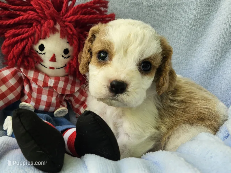 Raggedy Andy – Cavalier King Charles Spaniel, Cavachon puppy for sale in Lancaster, OH