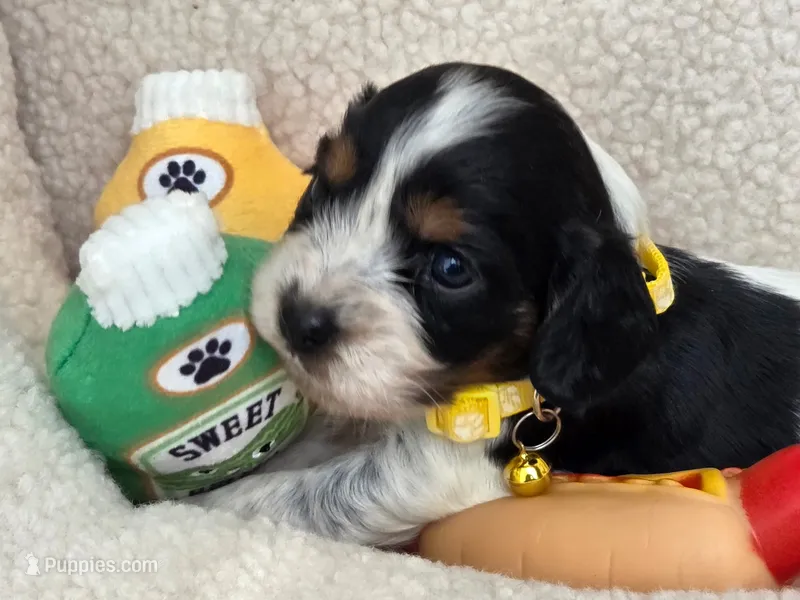 Kielbasi – Cavalier King Charles Spaniel, Miniature Dachshund puppy for sale in Lancaster, OH