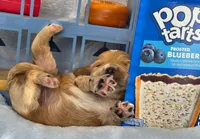 Blueberry Puptart, a male Cockapoo and Bichpoo for sale in Lancaster, OH – 7 of 9