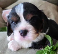 Basil, a male Cavalier King Charles Spaniel for sale in Lancaster, OH – 7 of 10