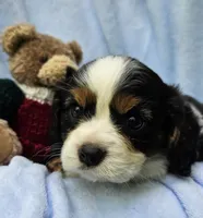Boyds Bear akc , a male Cavalier King Charles Spaniel for sale in Lancaster, OH – 9 of 10