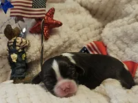 Firecracker , a male Cavalier King Charles Spaniel for sale in Lancaster, OH – 3 of 10