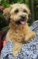 Tilly, a female Shihpoo for sale in Lancaster, OH – 4 of 8