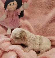 Cabbage Patch, a female Cavalier King Charles Spaniel and Cavachon for sale in Lancaster, OH – Photo 9 of 10
