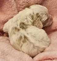 Cabbage Patch, a female Cavalier King Charles Spaniel and Cavachon for sale in Lancaster, OH – Photo 5 of 10