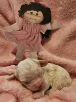 Cabbage Patch, a female Cavalier King Charles Spaniel and Cavachon for sale in Lancaster, OH – Photo 10 of 10