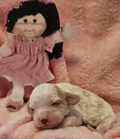 Cabbage Patch, a female Cavalier King Charles Spaniel and Cavachon for sale in Lancaster, OH – Photo 4 of 10
