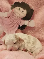 Cabbage Patch, a female Cavalier King Charles Spaniel and Cavachon for sale in Lancaster, OH – Photo 3 of 10