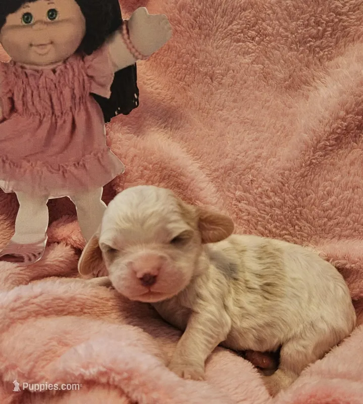 Cabbage Patch – Cavalier King Charles Spaniel, Cavachon puppy for sale in Lancaster, OH