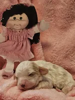 Cabbage Patch, a female Cavalier King Charles Spaniel and Cavachon for sale in Lancaster, OH – Photo 2 of 10