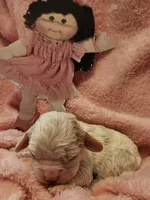 Cabbage Patch, a female Cavalier King Charles Spaniel and Cavachon for sale in Lancaster, OH – Photo 6 of 10