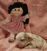 Cabbage Patch, a female Cavalier King Charles Spaniel and Cavachon for sale in Lancaster, OH – Photo 7 of 10