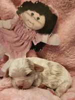 Cabbage Patch, a female Cavalier King Charles Spaniel and Cavachon for sale in Lancaster, OH – Photo 8 of 10