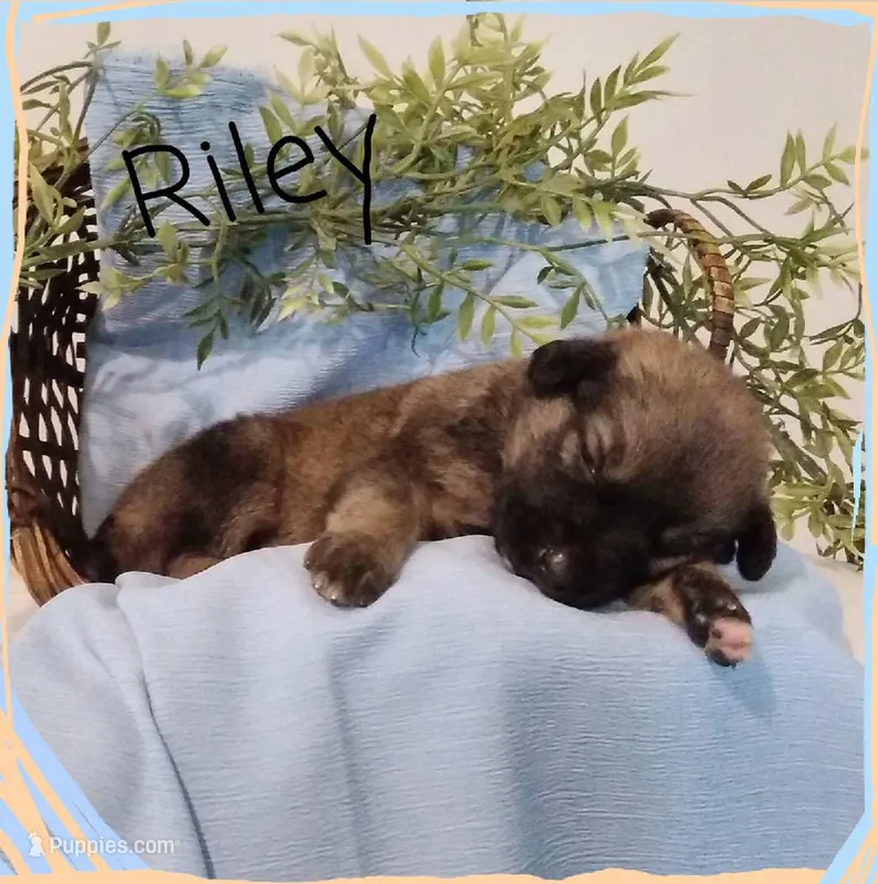 Riley – German Shepherd Dog, Labradoodle puppy for sale in Lancaster, OH