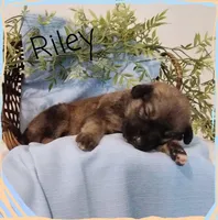 Riley, a male German Shepherd Dog and Labradoodle for sale in Lancaster, OH – 1 of 1
