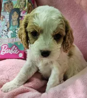 Barbie Doll, a male Cavalier King Charles Spaniel and Cavachon for sale in Lancaster, OH – 5 of 10