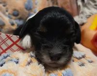 Sausage Patty, a female Cavalier King Charles Spaniel and Miniature Dachshund for sale in Lancaster, OH – 8 of 10