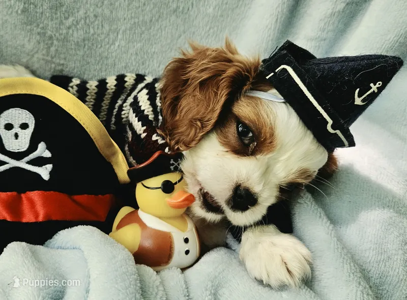 Pirate AKC  – Cavalier King Charles Spaniel puppy for sale in Lancaster, OH