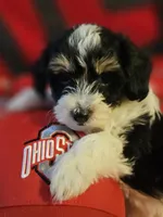 Victor , a male Poodle - Miniature  and Bichpoo for sale in Lancaster, OH – 7 of 9