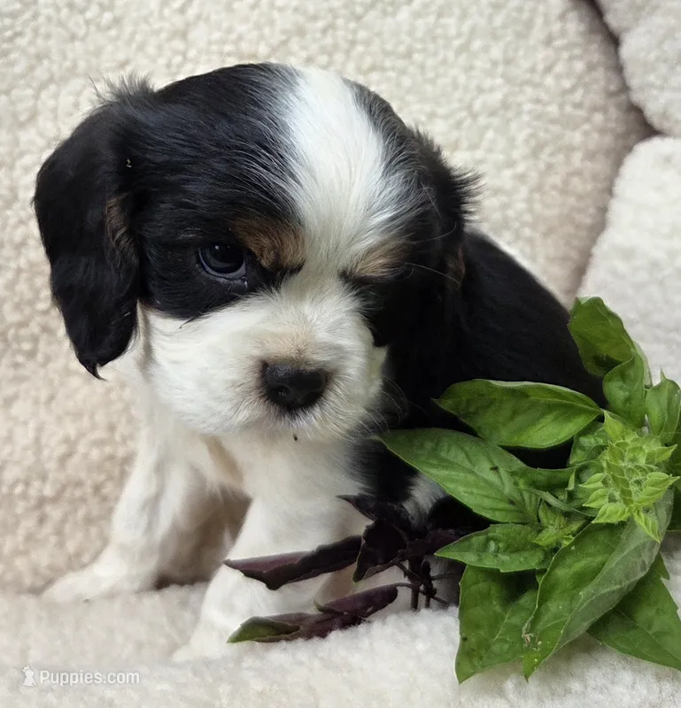 Basil AKC chocolate carrier  – Cavalier King Charles Spaniel puppy for sale in Lancaster, OH