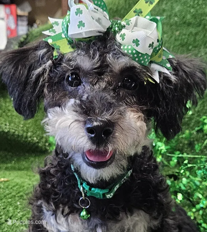 Jewel, a female Shihpoo and Bichpoo for sale in Lancaster, OH – Photo 1 of 10