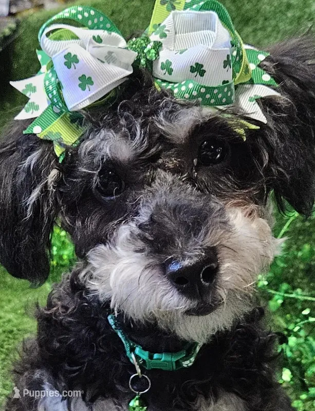 Jewel – Bichon Frise, Shihpoo puppy for sale in Lancaster, OH