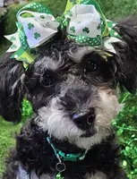 Jewel, a female Shihpoo and Bichpoo for sale in Lancaster, OH – Photo 2 of 10