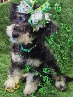 Jewel, a female Shihpoo and Bichpoo for sale in Lancaster, OH – Photo 10 of 10