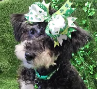 Jewel, a female Shihpoo and Bichpoo for sale in Lancaster, OH – Photo 7 of 10