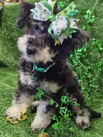 Jewel, a female Shihpoo and Bichpoo for sale in Lancaster, OH – Photo 9 of 10