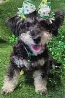 Jewel, a female Shihpoo and Bichpoo for sale in Lancaster, OH – Photo 4 of 10