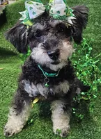 Jewel, a female Shihpoo and Bichpoo for sale in Lancaster, OH – Photo 6 of 10