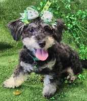 Jewel, a female Shihpoo and Bichpoo for sale in Lancaster, OH – Photo 8 of 10