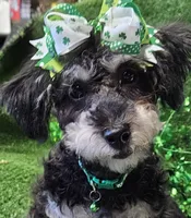 Jewel, a female Shihpoo and Bichpoo for sale in Lancaster, OH – Photo 3 of 10