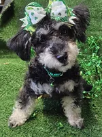 Jewel, a female Shihpoo and Bichpoo for sale in Lancaster, OH – Photo 5 of 10